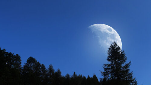 Moon, Trees, Sky, Wallpapers Download For Desktop