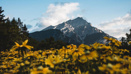 Mountain, Peak, Flowers Wallpapers Download For Your Device
