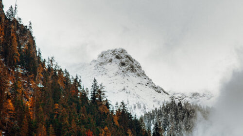 Mountain, Peak, Forest, Wallpapers Download For Your Device (3)