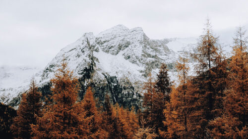 Mountain, Snow, Trees, Wallpapers Download For Your Device