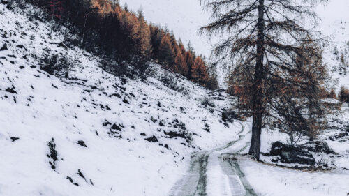 Mountain, Snow, Trees, Wallpapers Download For Your Device (3)