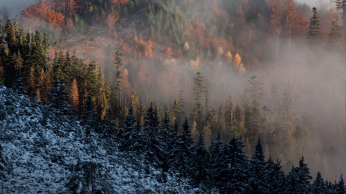 Mountain, Trees, Fog, Wallpapers Download For Your Device
