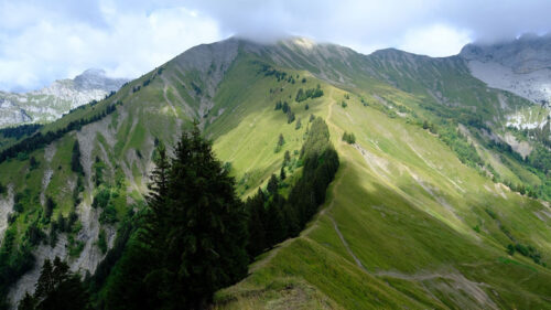 Mountain, Trees, Grasses, Wallpapers Download For Your Device