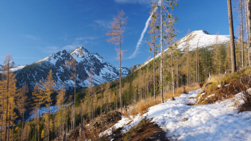 Mountain, Trees, Pine, Trees, Wallpapers Download For Your Device