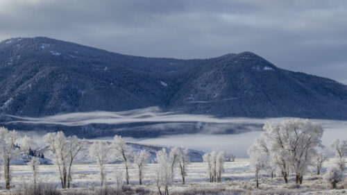 Mountain, Trees, Snow Wallpapers Download For Your Device (1)