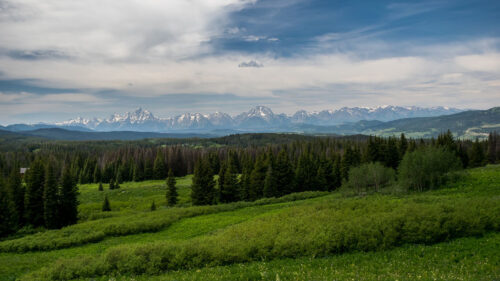 Mountains, Forest, Trees Wallpapers Download For Your Device (3)