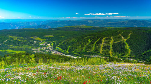 Mountains, Hills, Flowers Wallpapers Download For Your Device