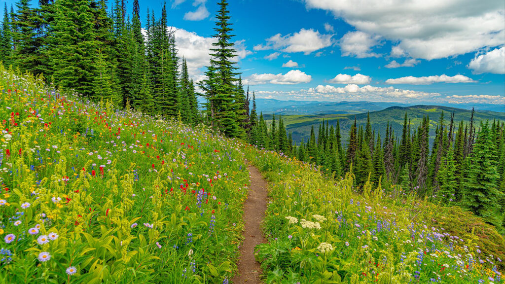 Previous