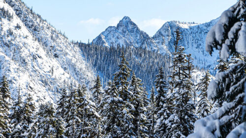Mountains, Pines, Snow Wallpapers Download For Your Device