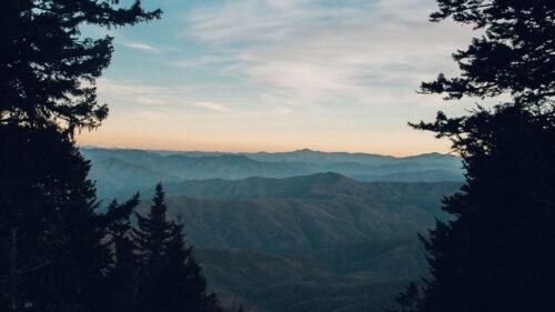 Mountains, Trees, Fog Wallpapers Free Download (2)
