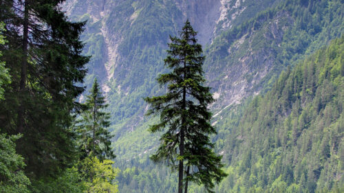Mountains, Trees, Lake Wallpapers Free Download