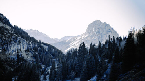 Mountains, Trees, Spruce Wallpapers Free Download (2)