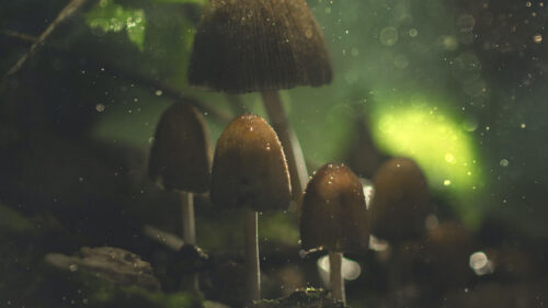 Mushrooms, Glare, Macro, Wallpapers Free Download