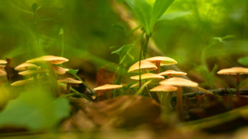 Mushrooms, Grass, Macro Wallpapers Free Download