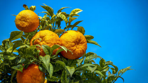 Oranges, Fruit, Citrus Wallpapers Free Download