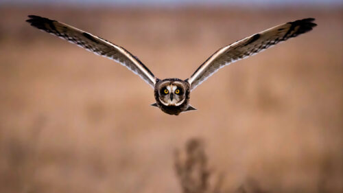 Owl, Bird, Flight Wallpapers Free Download