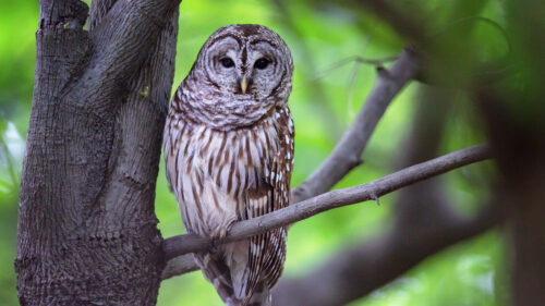 Owl, Bird, Gray Wallpapers Free Download (2)