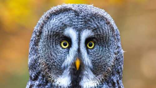 Owl, Bird, Gray Wallpapers Free Download