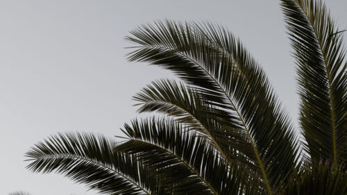 Palm, Branches, Leaves, Wallpapers Free Download