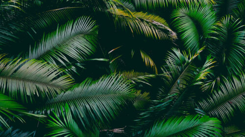 Palm, Leaves, Branches, Wallpapers Free Download