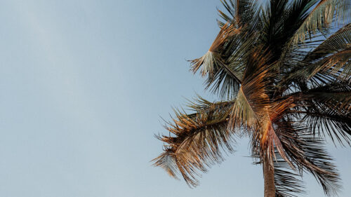 Palm, Tree, Beach, Sea, Wallpapers Free Download