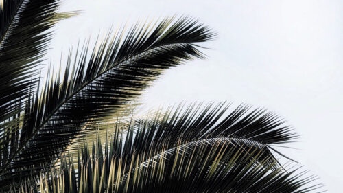 Palm, Tree, Branches, Plant Wallpapers Free Download