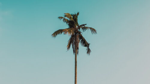 Palm, Tree, Branches, Tree, Wallpapers Free Download