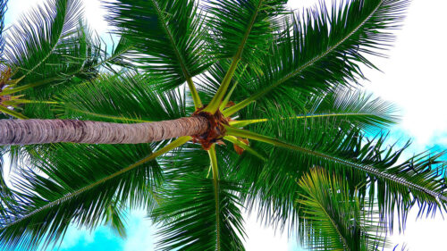 Palm, Tree, Crown, Wallpapers Free Download