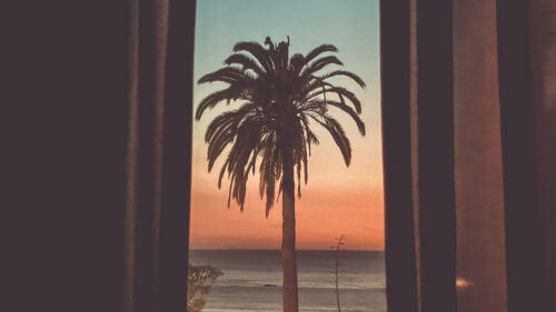 Palm, Tree, Dusk, Wallpapers Free Download