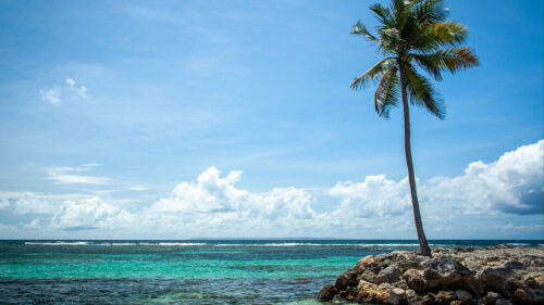 Palm, Tree, Island, Sea, Wallpapers Free Download