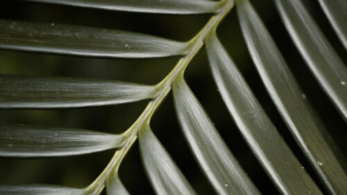 Palm, Tree, Leaf, Macro, Wallpapers Free Download