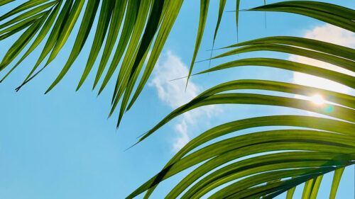 Palm, Tree, Leaves, Sky, Wallpapers Free Download