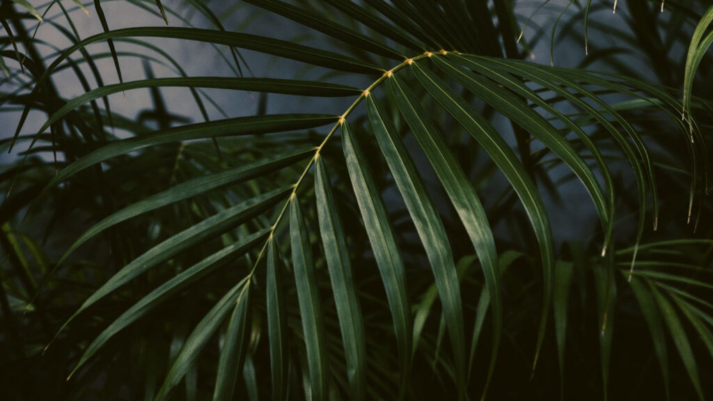 Previous
