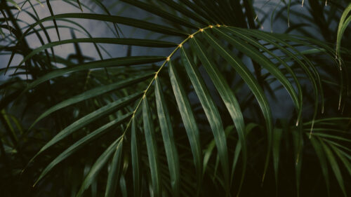 Palm, Tree, Plant, Leaves, Wallpapers Free Download