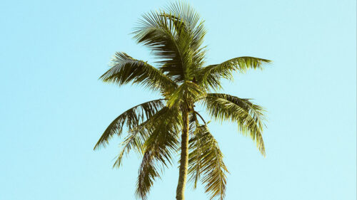 Palm, Tree, Sky, Wallpapers Free Download
