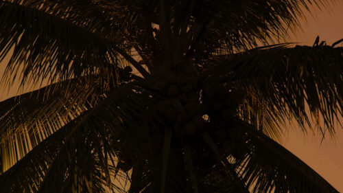 Palm, Tree, Tree, Branches, Wallpapers Free Download
