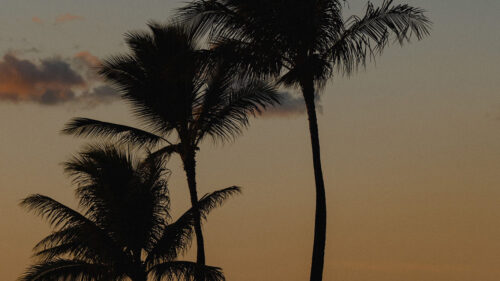 Palm, Trees, Beach, Dusk, Wallpapers Free Download