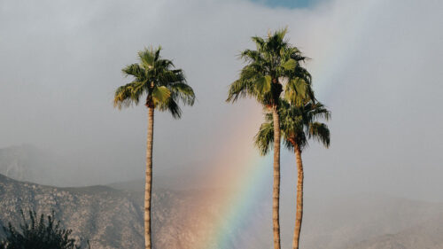 Palm, Trees, Rainbow, Cloud, Wallpapers Free Download