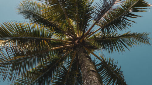 Palms, Branches, ottom, View Wallpapers Free Download