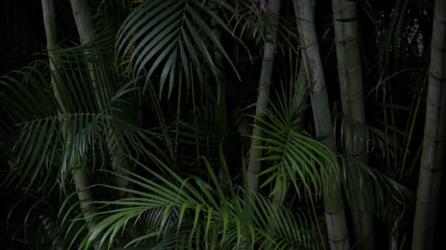Palms, Trees, Branches, Wallpapers Free Download