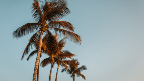 Palms, Trees, Treetops, Wallpapers Free Download
