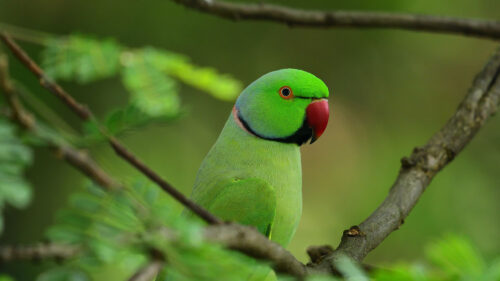 Parrot, Bird, Branches Wallpapers Free Download