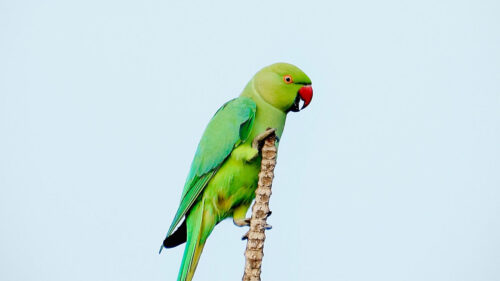 Parrot, Bird, Bright, Wallpapers Free Download
