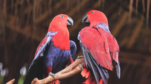 Parrots, Birds, Red, Wallpapers Free Download