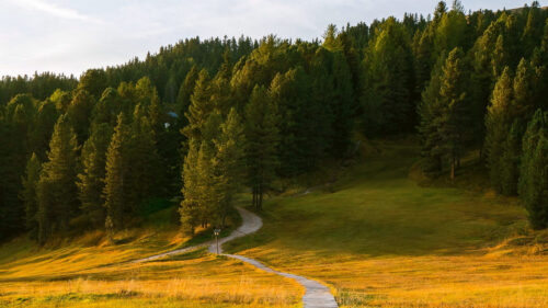 Path, Field, Forest Wallpapers Free Download