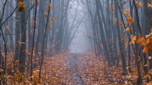 Path, Forest, Fog, Wallpapers Free Download
