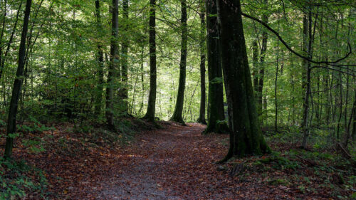 Path, Trees, Forest, Wallpapers Free Download