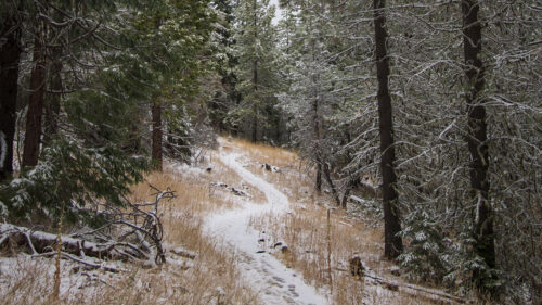 Path, Trees, Snow Wallpapers Free Download