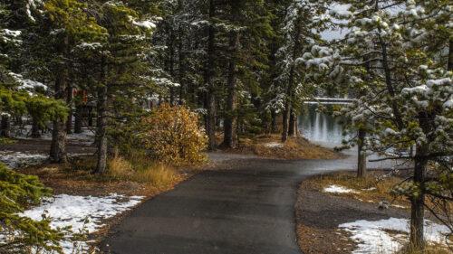 Path, Trees, Spruce Wallpapers Free Download