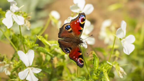 Peacock Butterfly, Macro Wallpapers Free Download